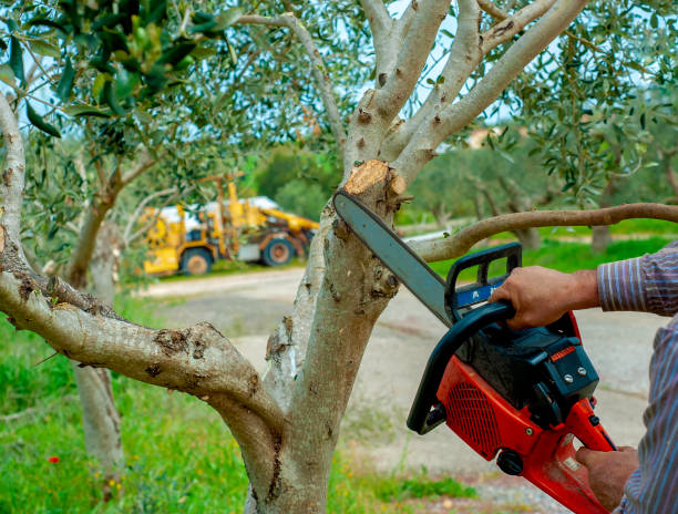 Best Tree Branch Trimming  in North Star, DE